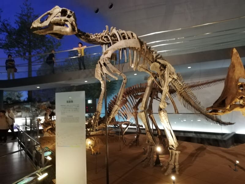 プロサウロロフス