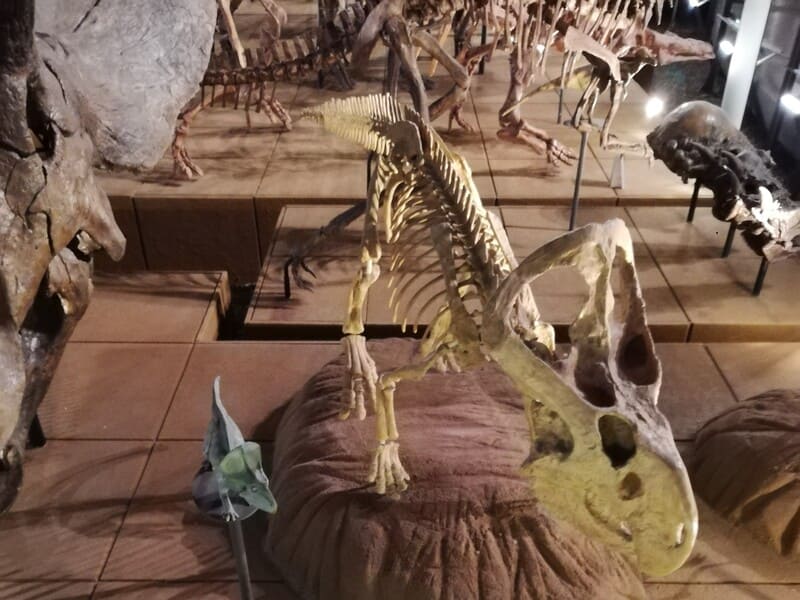 プロトケラトプス