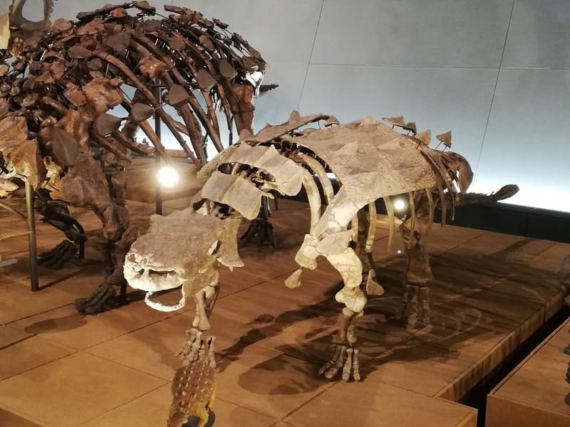 スコロサウルス