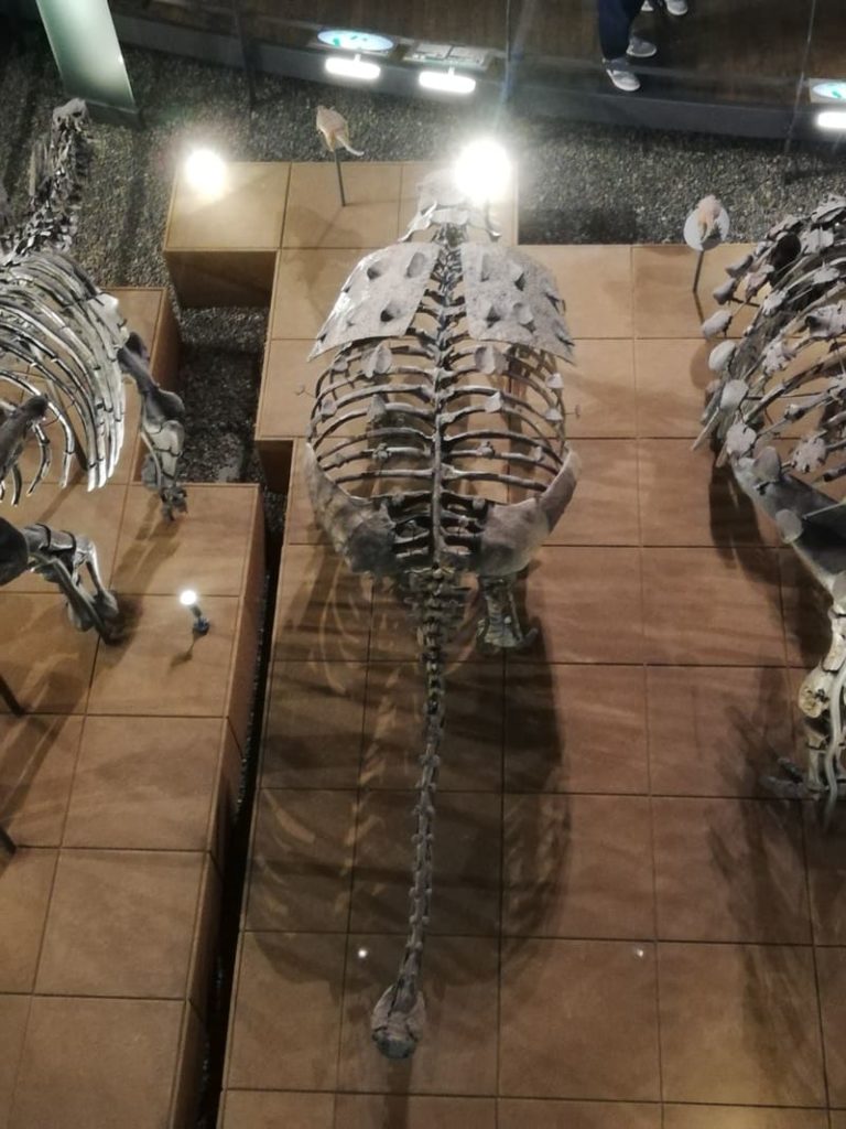 上から見たスコロサウルス