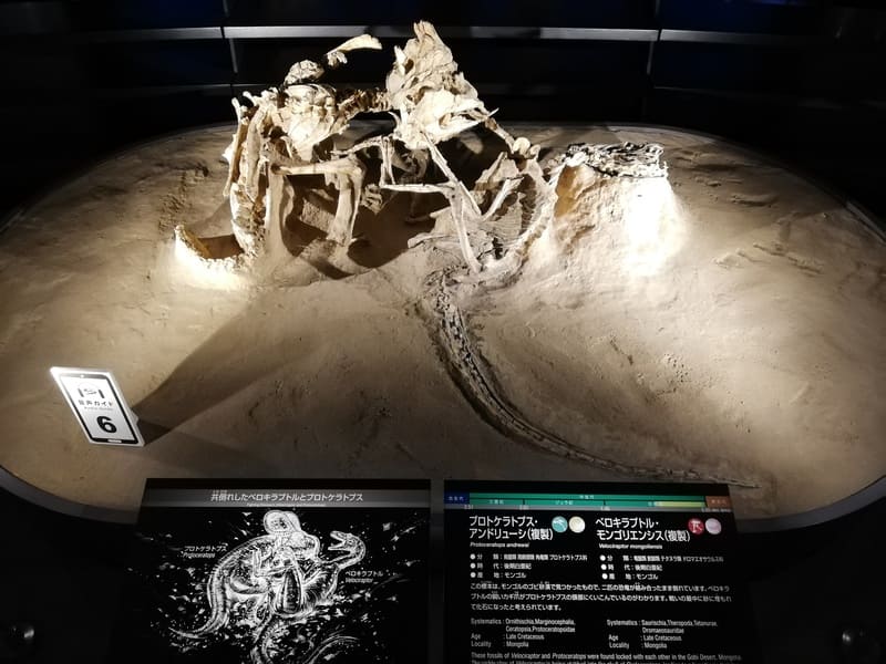 ベロキラプトルとプロトケラトプス 格闘化石